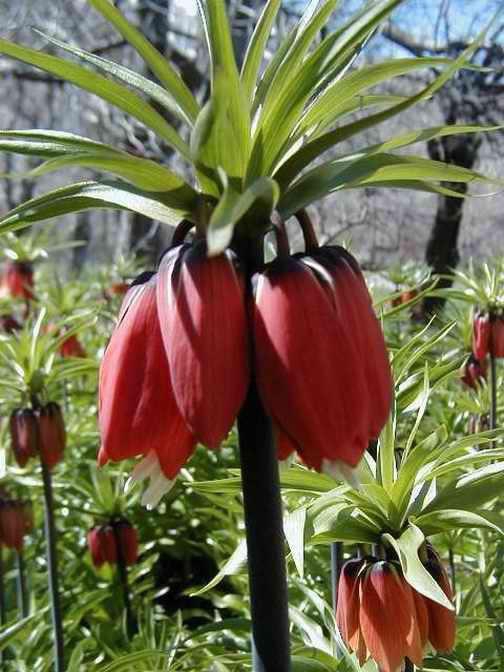 Derik Akçay Köyü Resimleri 1