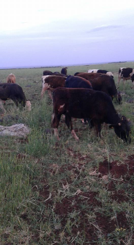 Derik Akçay Köyü Resimleri 5