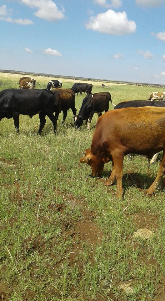 Derik Akçay Köyü Resimleri 6