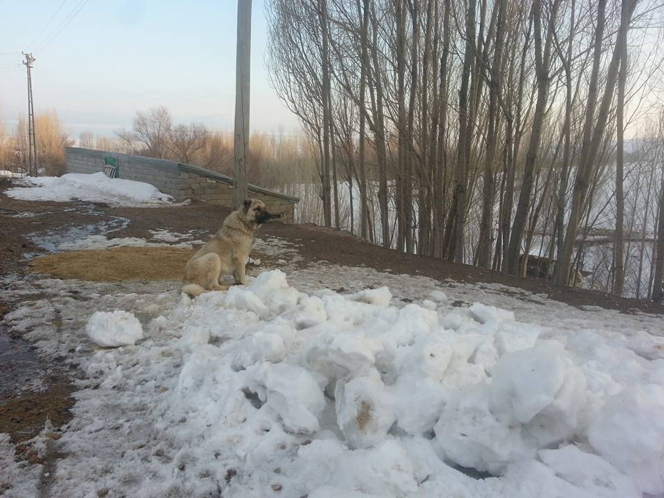 Erciş Karatavuk Köyü Resimleri 3