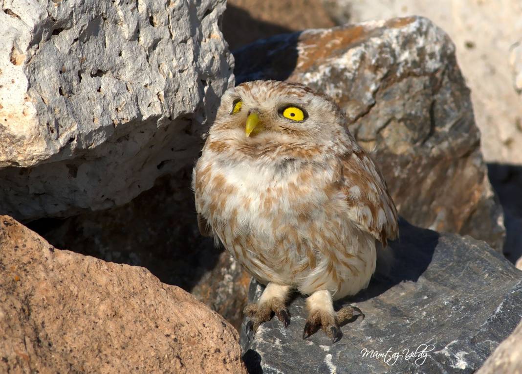 Altıntaş Kuyucak Köyü Resimleri 5