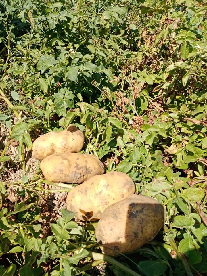 Altıntaş Murathanlar Köyü Resimleri 5