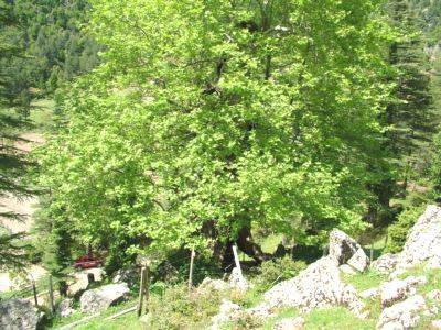 Altıntaş Osmaniye Köyü Resimleri 3