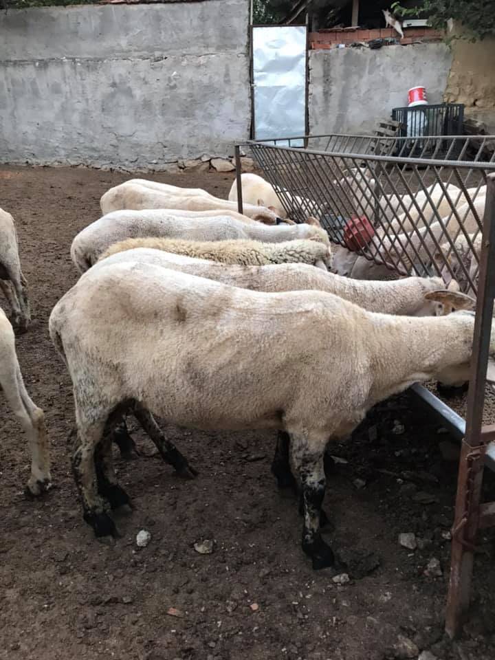 Altıntaş Osmaniye Köyü Resimleri 4