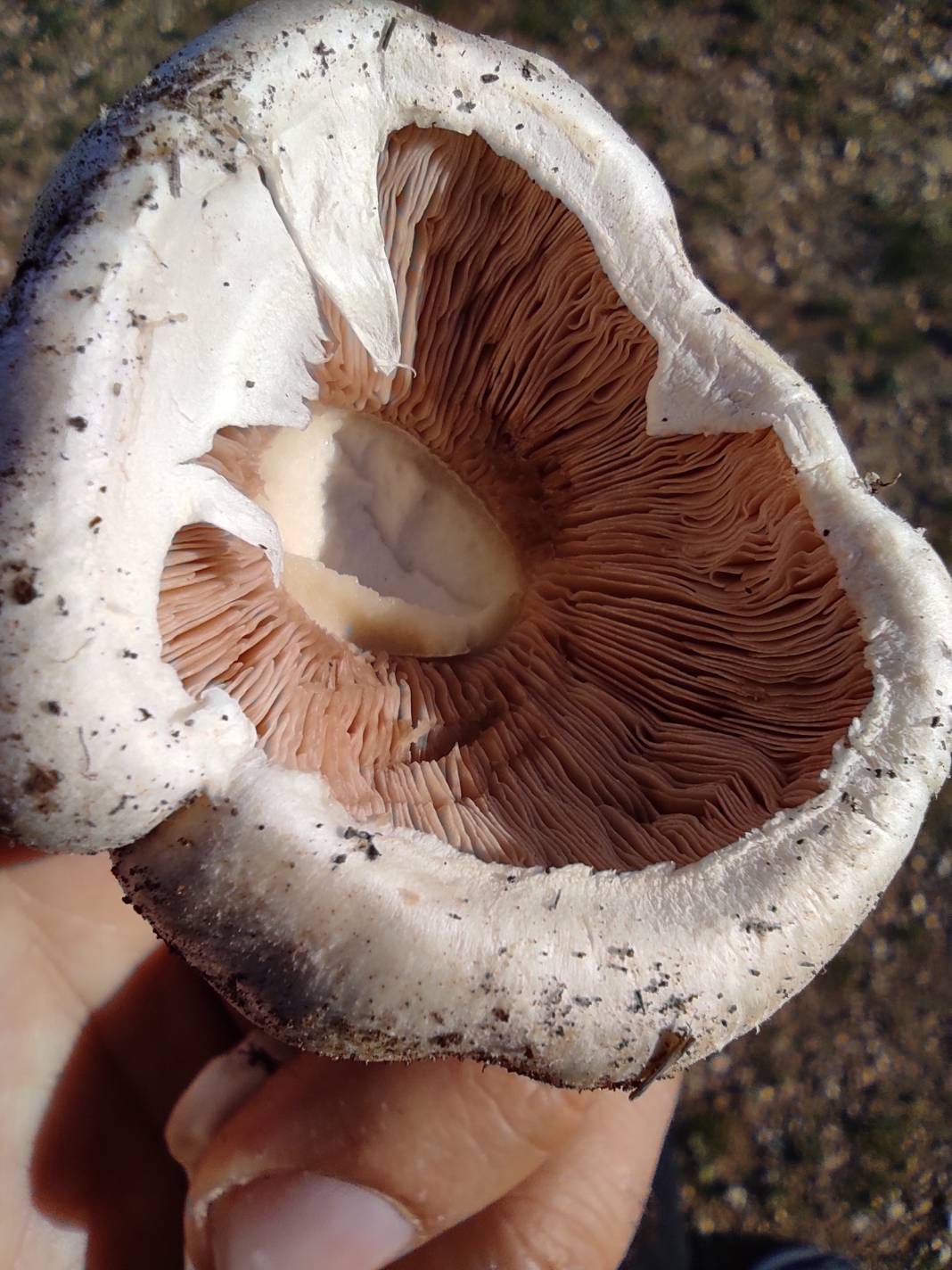 Altıntaş Osmaniye Köyü Resimleri 5