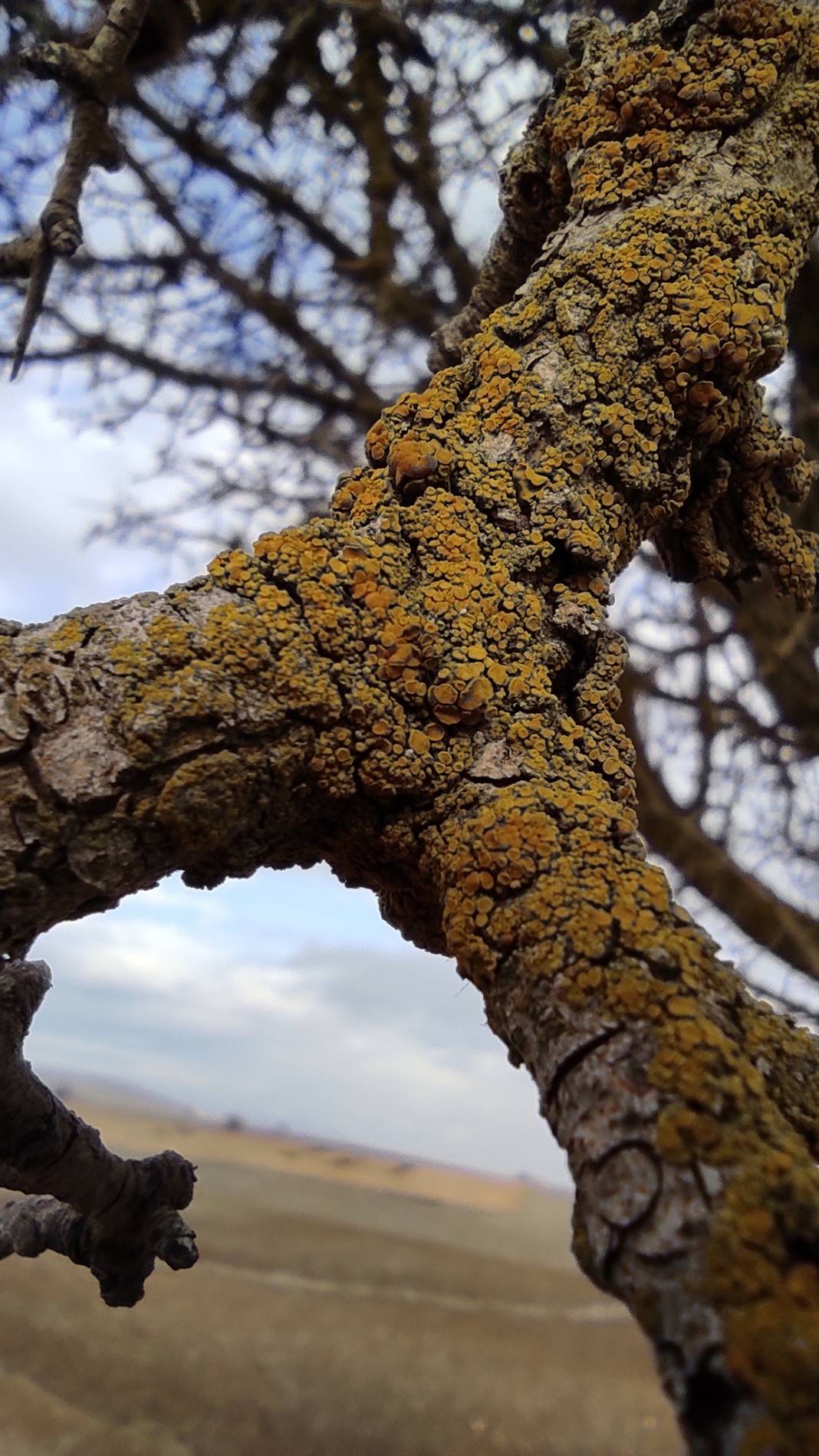 Altıntaş Osmaniye Köyü Resimleri 6