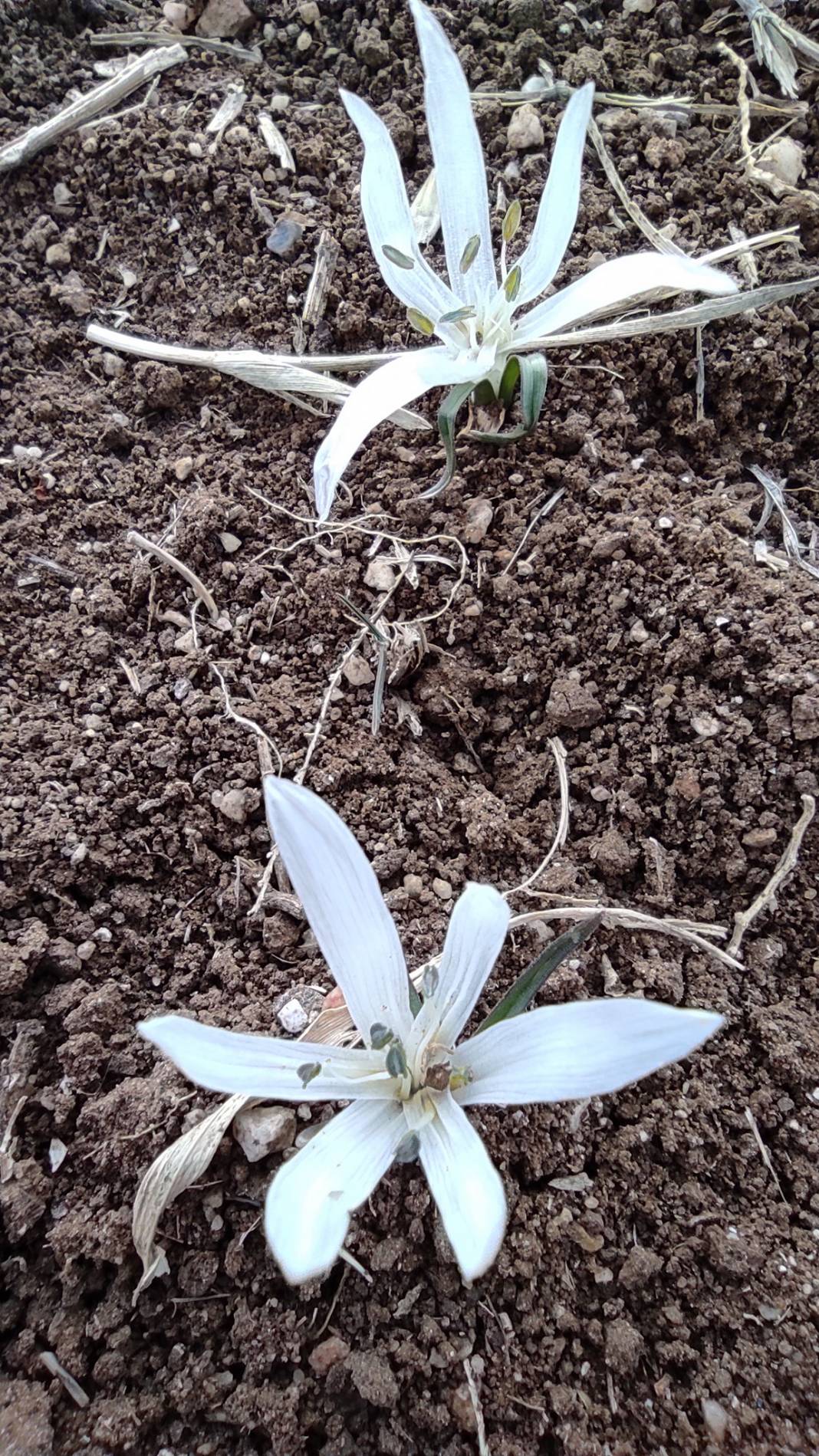 Altıntaş Osmaniye Köyü Resimleri 7