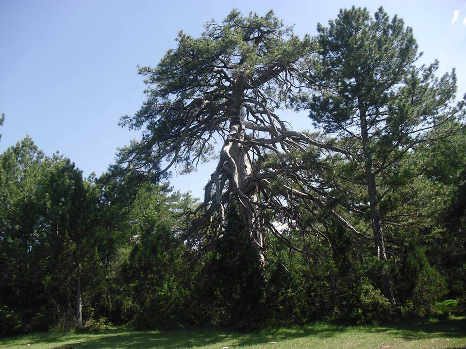 Altıntaş Pınarcık Köyü Resimleri 3