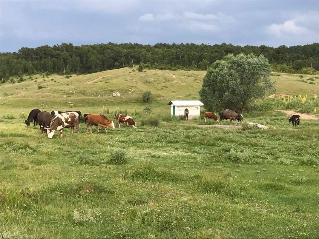 Altıntaş Saraycık Köyü Resimleri 8