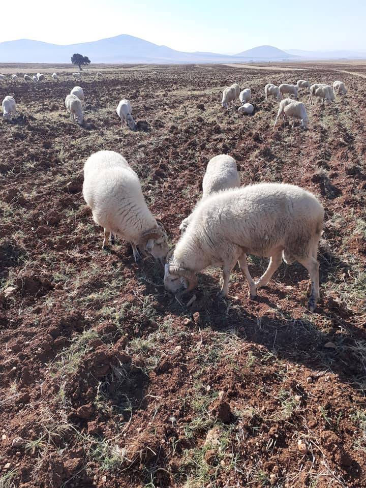 Altıntaş Sevdiğin Köyü Resimleri 4