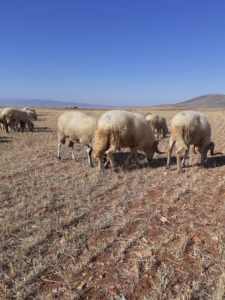 Altıntaş Sevdiğin Köyü Resimleri 5