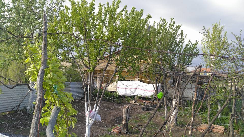 Altıntaş Şanlıyurt Köyü Resimleri 1