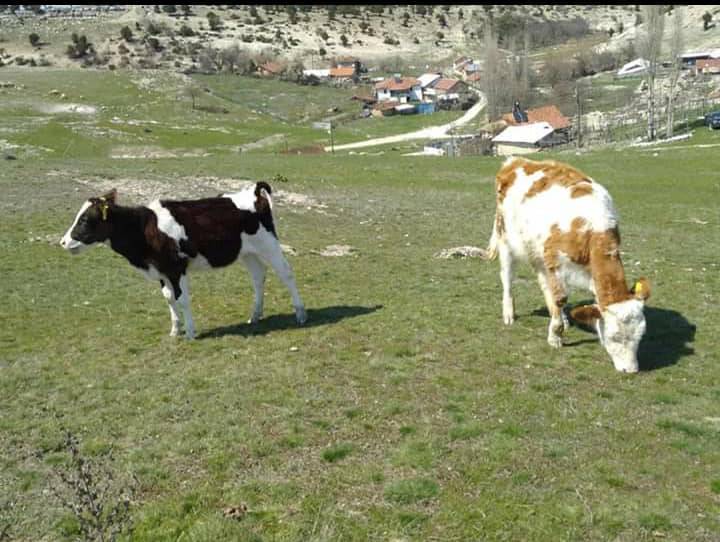 Altıntaş Şanlıyurt Köyü Resimleri 7