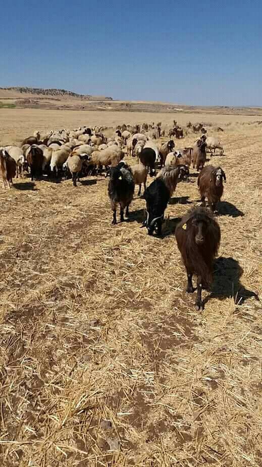 Derik Alagöz Köyü Resimleri 4