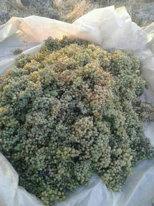 Derik Alagöz Köyü Resimleri 5