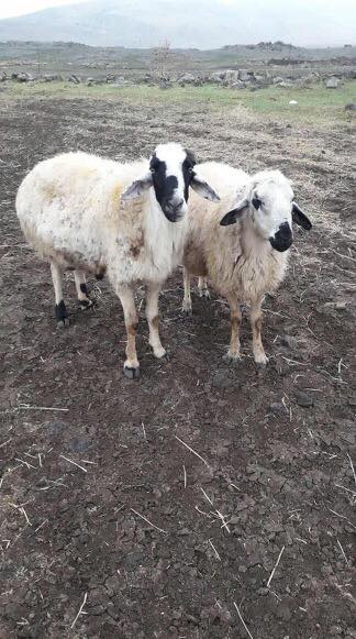 Derik Alagöz Köyü Resimleri 7