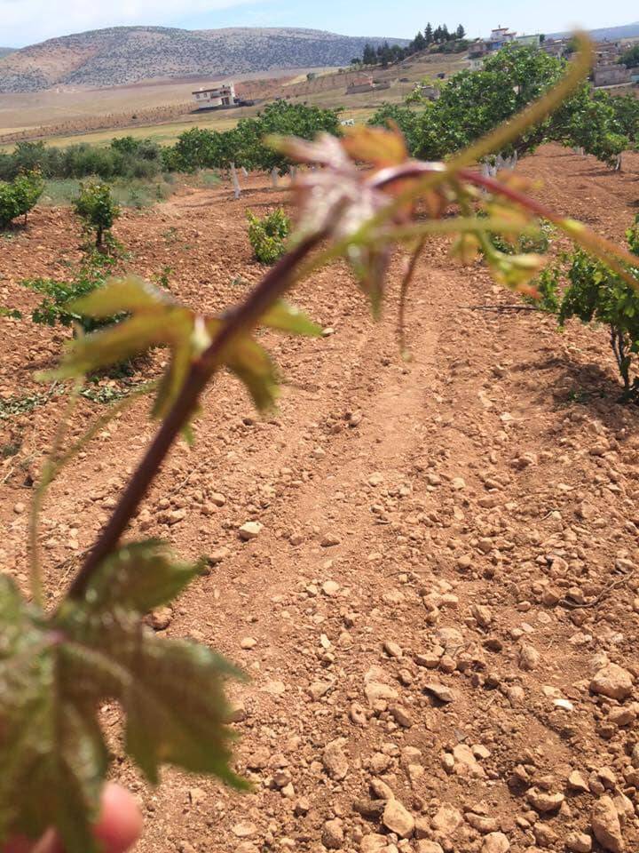 Araban Başpınar Köyü Resimleri 3