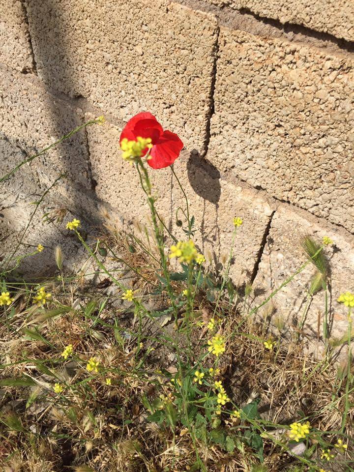 Araban Başpınar Köyü Resimleri 8