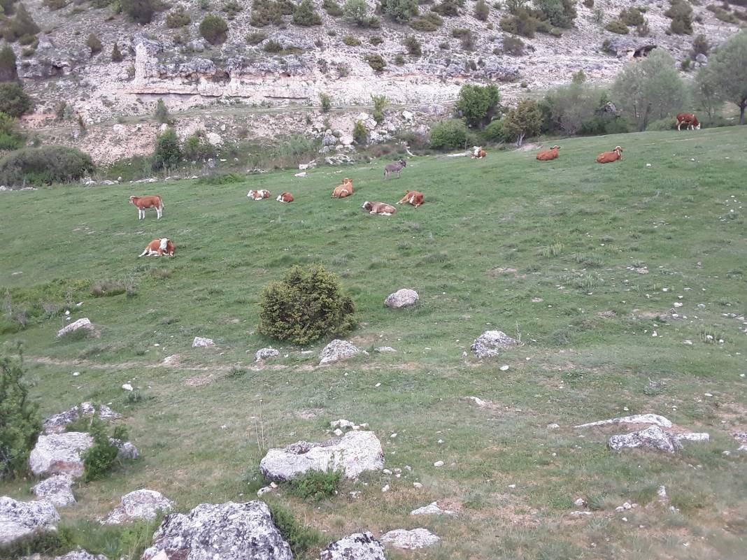 Altıntaş Yayla Köyü Resimleri 10