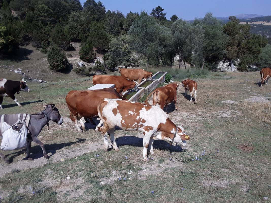 Altıntaş Yayla Köyü Resimleri 11