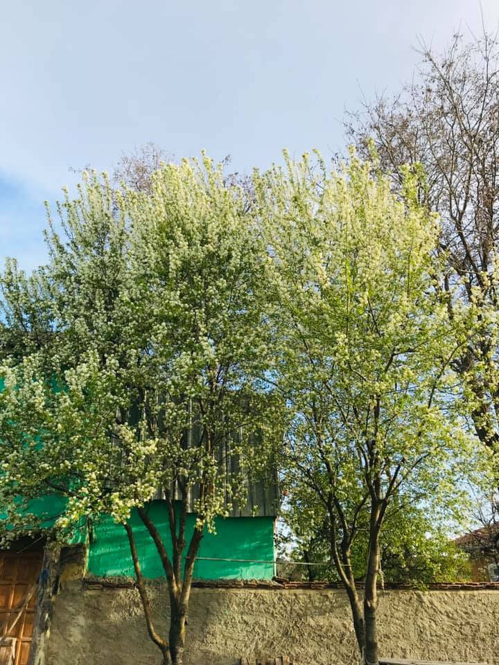 Altıntaş Yayla Köyü Resimleri 4