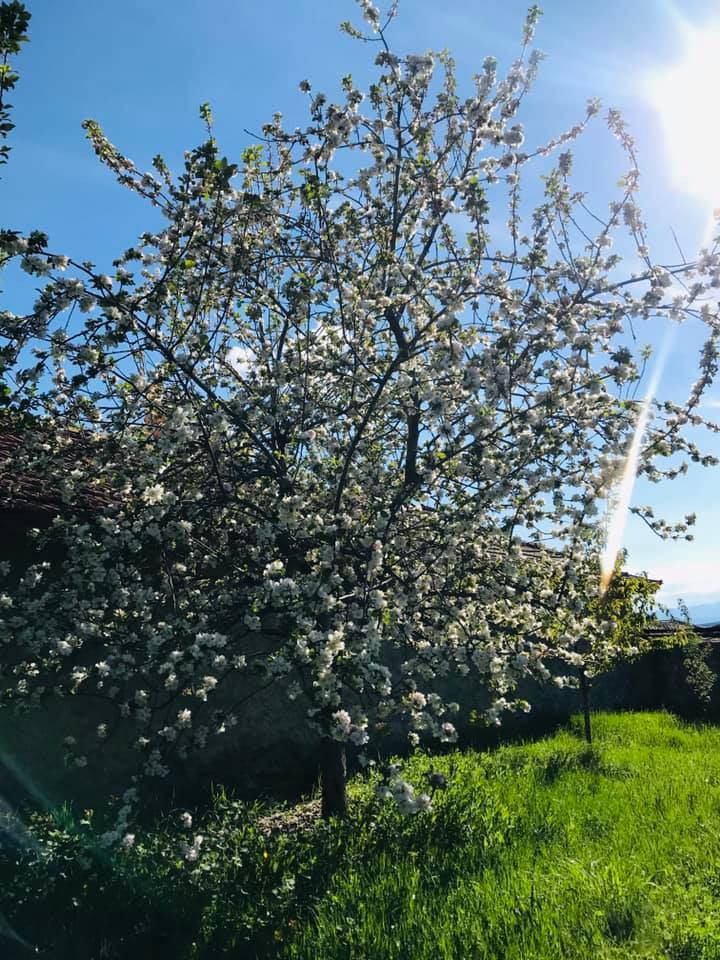 Altıntaş Yayla Köyü Resimleri 5