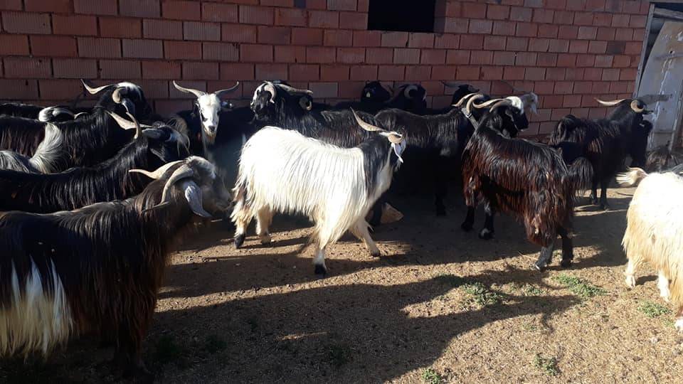 Altıntaş Yenikaraağaç Köyü Resimleri 3