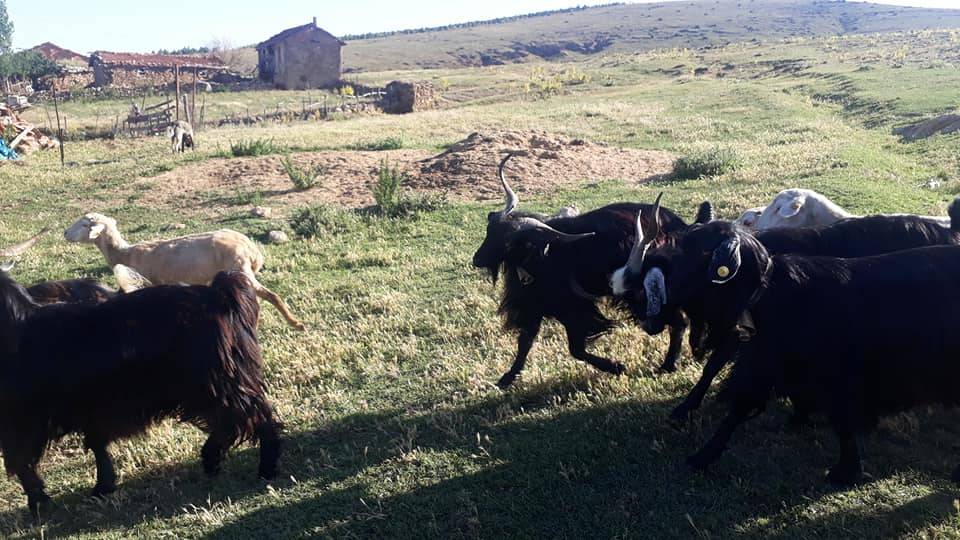 Altıntaş Yenikaraağaç Köyü Resimleri 4