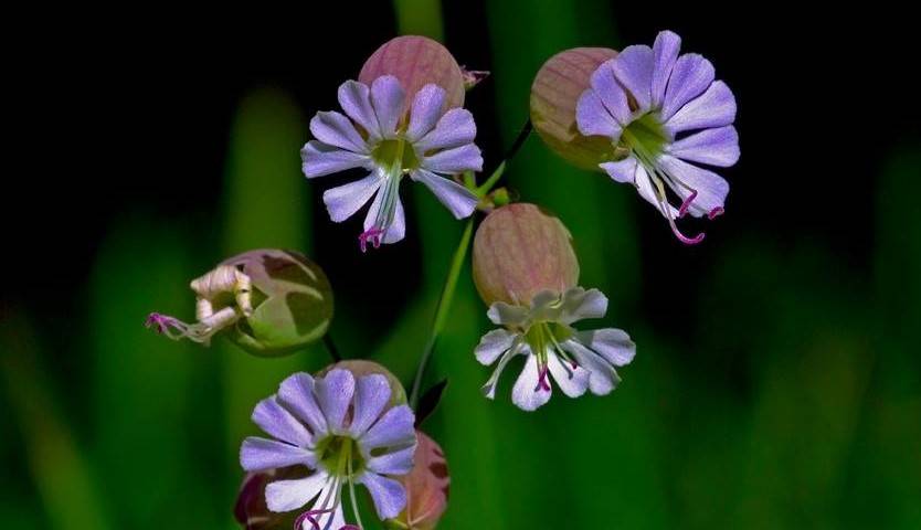 Altıntaş Yeşilyurt Köyü Resimleri 5