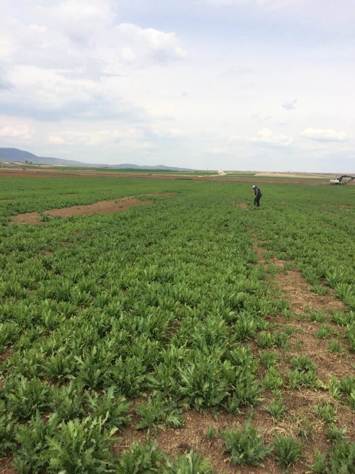 Altıntaş Yolçatı Köyü Resimleri 7