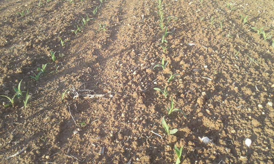 Altıntaş Yolçatı Köyü Resimleri 8