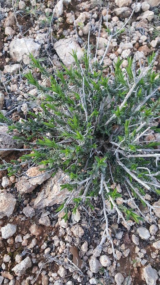 Araban Körhacıobası Köyü Resimleri 11