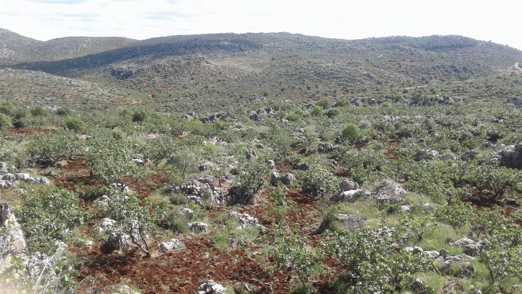 Araban Sarıkaya Köyü Resimleri 4