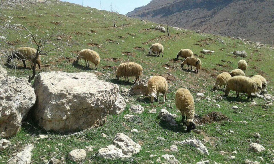 Derik Aşağımezra Köyü Resimleri 3