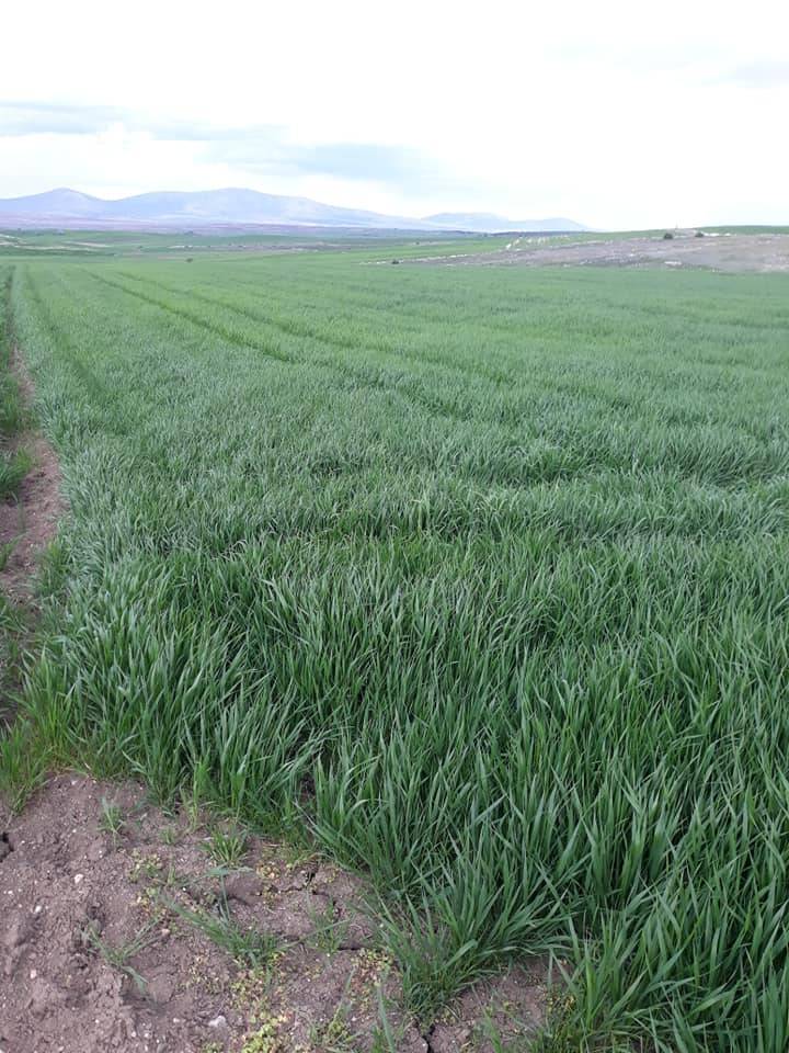 Aslanapa Bezirgan Köyü Resimleri 9