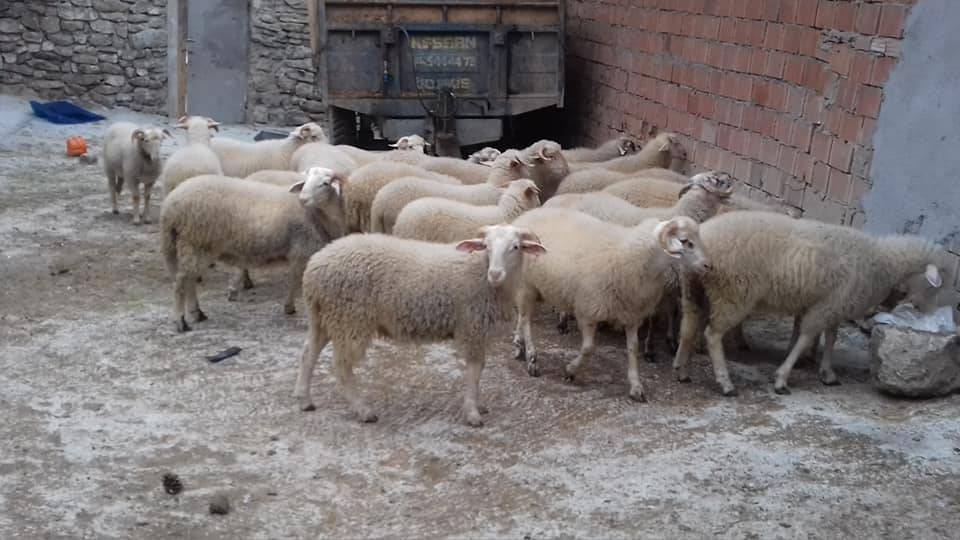 Aslanapa Çamdibi Köyü Resimleri 8