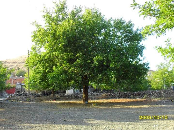 İslahiye Akınyolu Köyü Resimleri 2