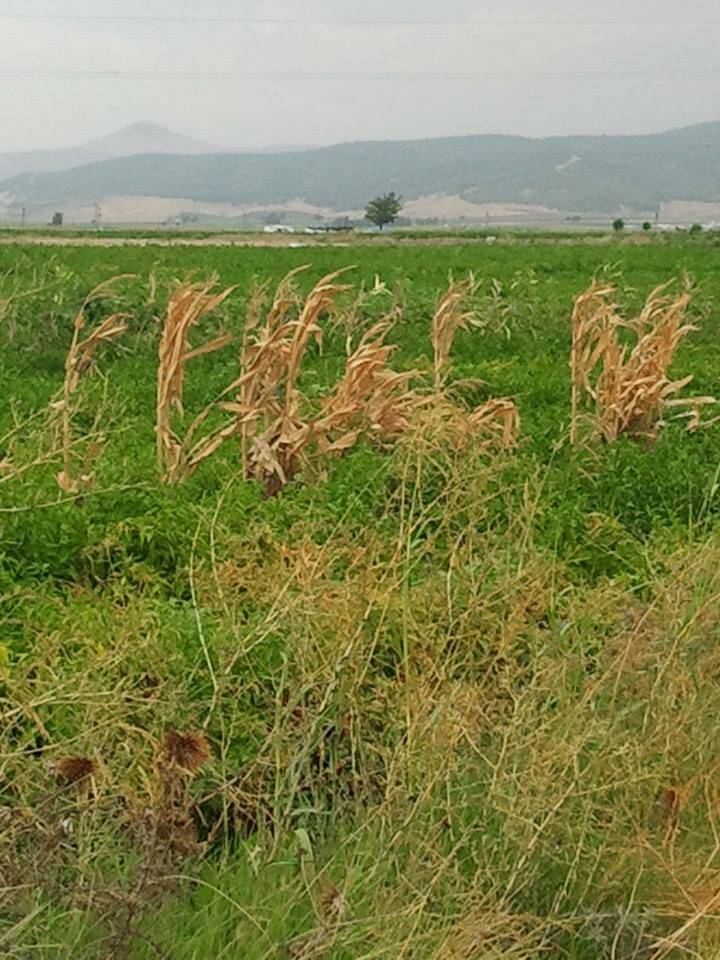 İslahiye Akınyolu Köyü Resimleri 4