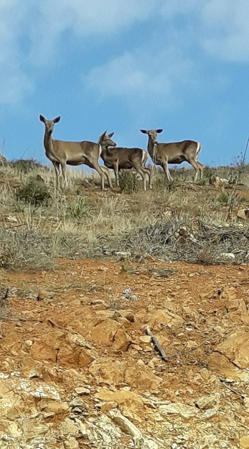 İslahiye Alaca Köyü Resimleri 2