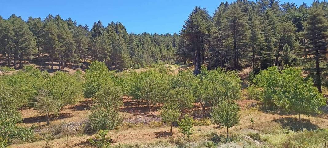 İslahiye Altınüzüm Köyü Resimleri 6