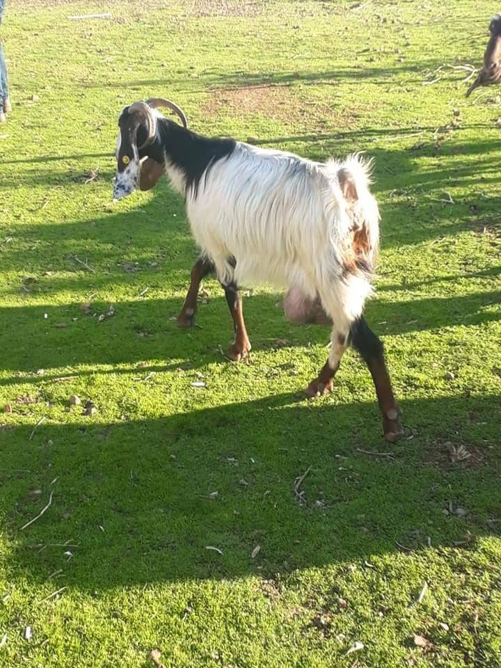 İslahiye Şerikanlı Köyü Resimleri 2