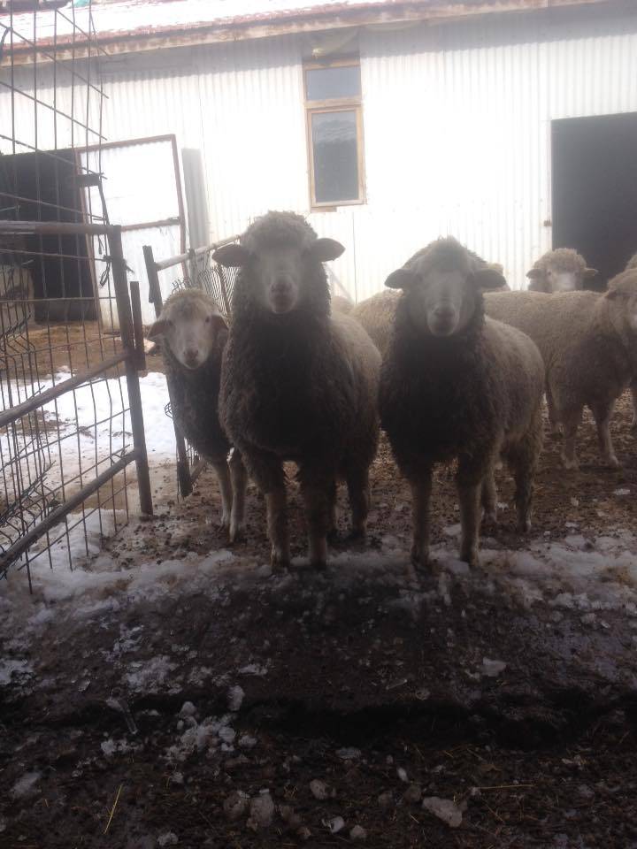 Aslanapa Çömlekçi Köyü Resimleri 2
