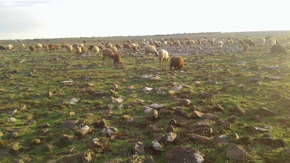 Derik Aydınlar Köyü Resimleri 2