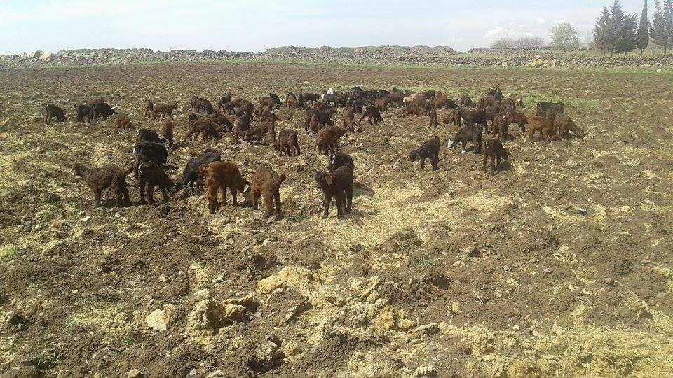 Derik Aydınlar Köyü Resimleri 3
