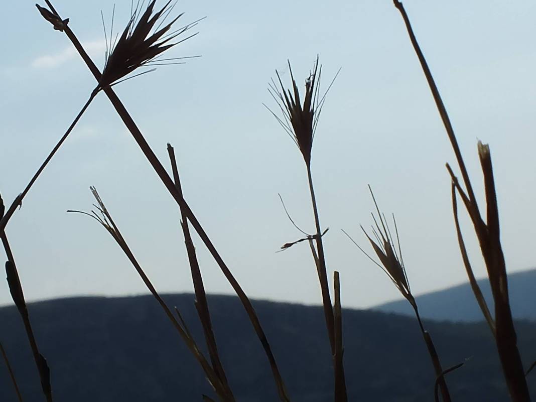 Akçadağ Aliçeri Köyü Resimleri 1