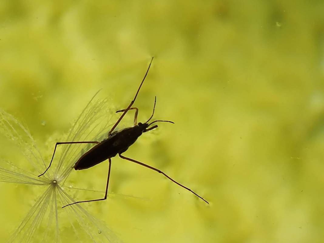 Akçadağ Aliçeri Köyü Resimleri 2