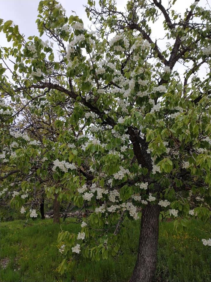 Akçadağ Aliçeri Köyü Resimleri 7