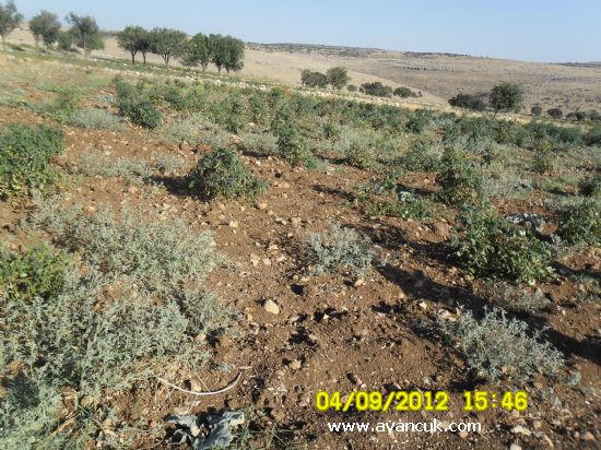 Derik Bağarası Köyü Resimleri 2