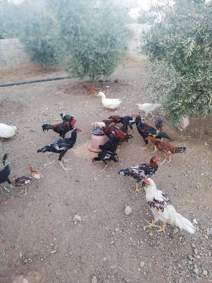 İslahiye Bahçelievler Köyü Resimleri 1