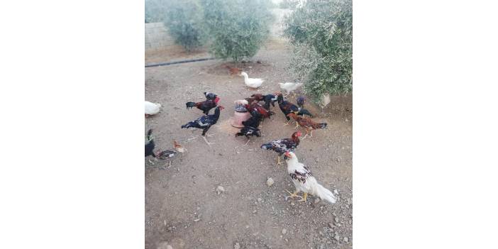 İslahiye Bahçelievler Köyü Resimleri